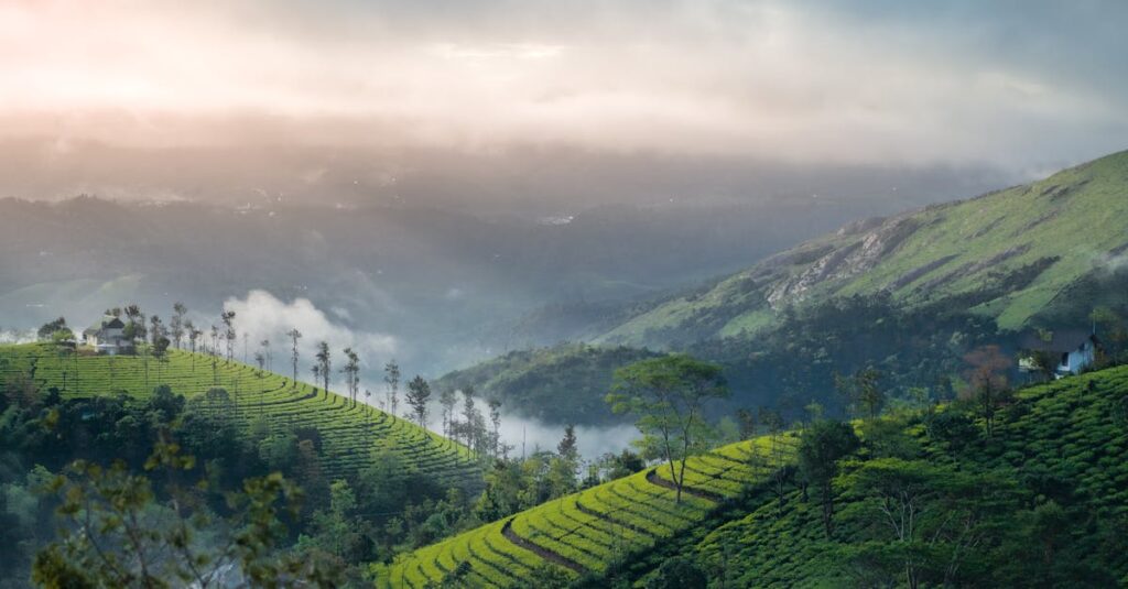 Tea Plantation on the Mountain